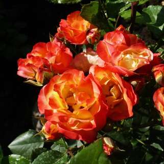 Роза флорибунда Румба (Rumba)